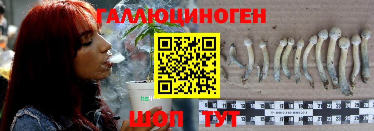 Псилоцибиновые грибы Psilocybe Копейск
